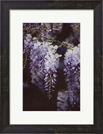 Framed Wisteria Cascade I Print