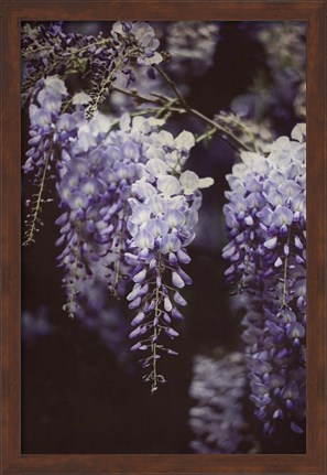 Framed Wisteria Cascade I Print