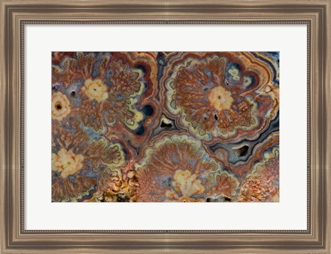 Framed Flowering Tube Onyx, Mexico 1 Print