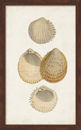 Framed Antiquarian Shell Study II Print