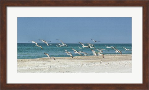 Framed Beach Skimmers Print