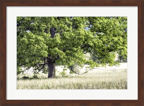 Framed Tree in Summer Print