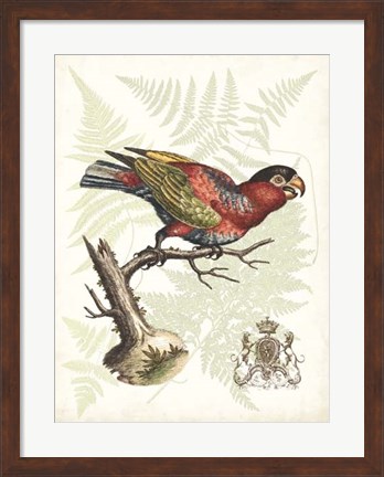 Framed Regal Parrots I Print