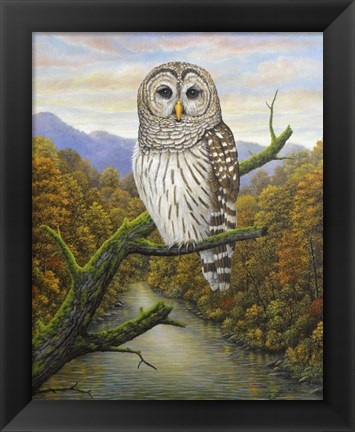 Framed Barred Owl Print