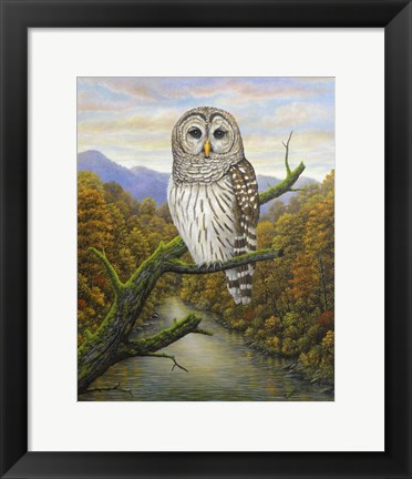 Framed Barred Owl Print