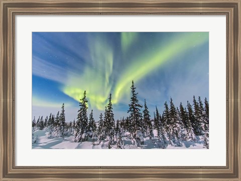 Framed Aurora borealis over the Trees in Churchill, Manitoba, Canada Print