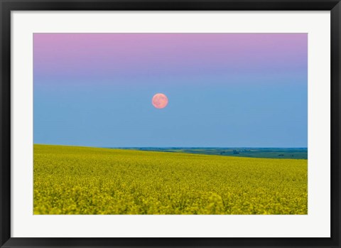 Framed Supermoon rising above a canola field in southern Alberta, Canada Print