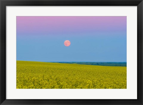 Framed Supermoon rising above a canola field in southern Alberta, Canada Print