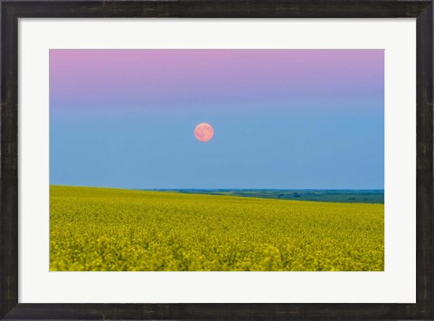 Framed Supermoon rising above a canola field in southern Alberta, Canada Print