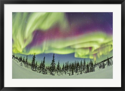 Framed Aurora borealis over Churchill, Manitoba, Canada Print