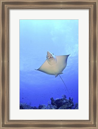 Framed Spotted Eagle Ray Glides over the Wall, Grand Cayman Print