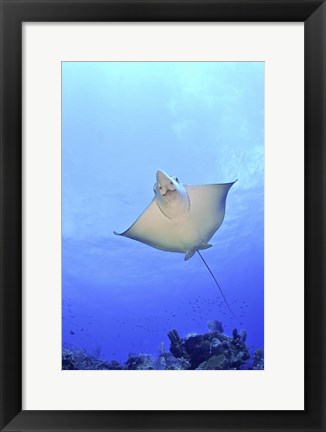 Framed Spotted Eagle Ray Glides over the Wall, Grand Cayman Print