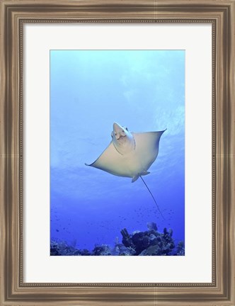 Framed Spotted Eagle Ray Glides over the Wall, Grand Cayman Print