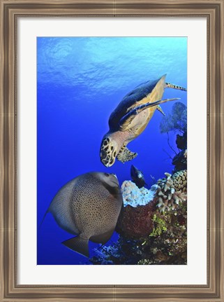 Framed Hawksbill Sea Turtle and Gray Angelfish Print