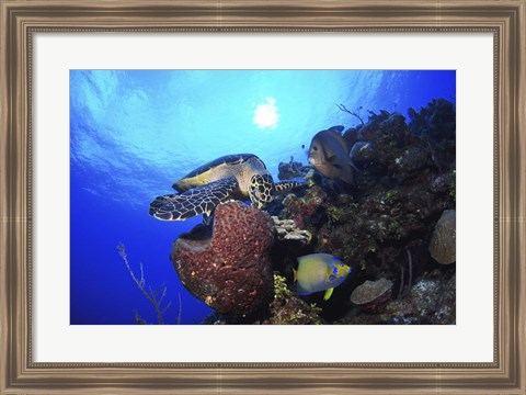 Framed Hawksbill Sea Turtle eating, Castle Wall, Grand Cayman Print