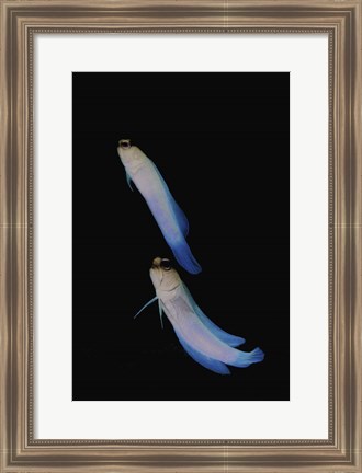 Framed Jawfish, Robert&#39;s Wall, Grand Cayman Print