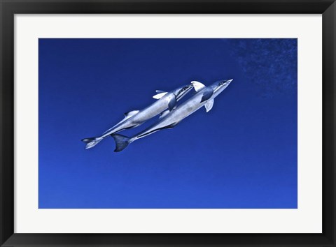 Framed Playful remora&#39;s, Tarpon Tunnels, Grand Cayman Print