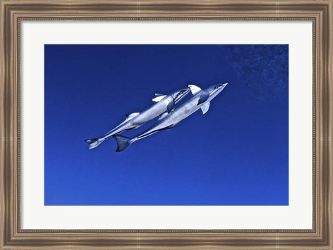 Framed Playful remora&#39;s, Tarpon Tunnels, Grand Cayman Print