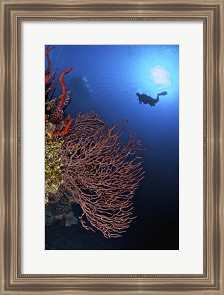 Framed Gorgonian sea fan, Cayman Islands Print