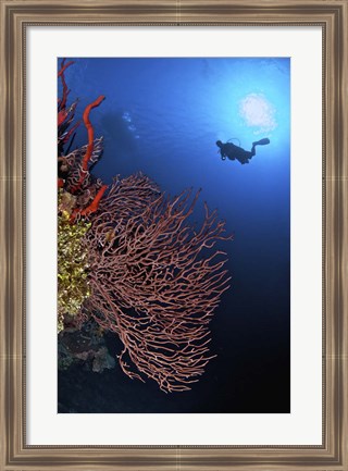 Framed Gorgonian sea fan, Cayman Islands Print