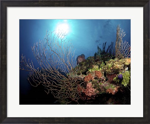 Framed Gorgonian Sea Fans on Cayman&#39;s North Wall, Grand Cayman Print