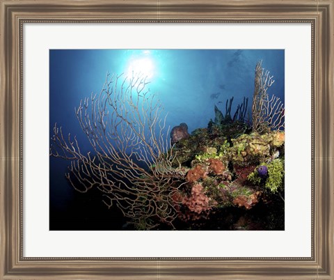 Framed Gorgonian Sea Fans on Cayman&#39;s North Wall, Grand Cayman Print