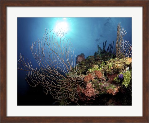 Framed Gorgonian Sea Fans on Cayman&#39;s North Wall, Grand Cayman Print