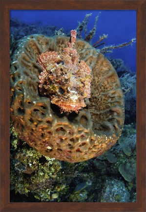 Framed Scorpionfish hiding in a barrel sponge Print