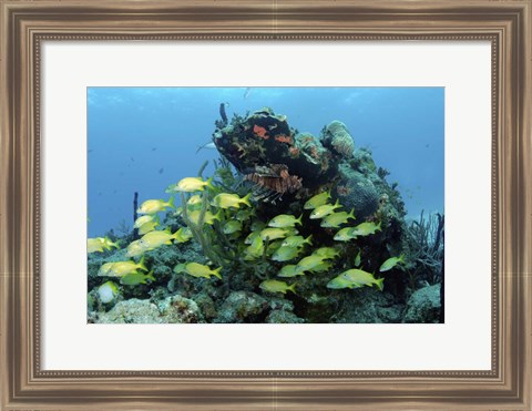 Framed Reefscape with school of striped grunts Print