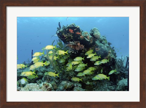 Framed Reefscape with school of striped grunts Print