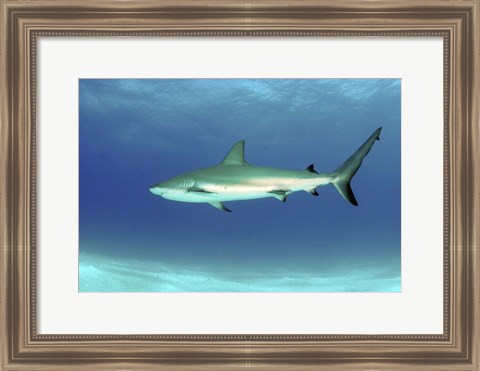 Framed Caribbean reef shark, Nassau, The Bahamas Print