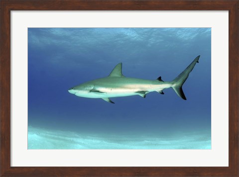 Framed Caribbean reef shark, Nassau, The Bahamas Print