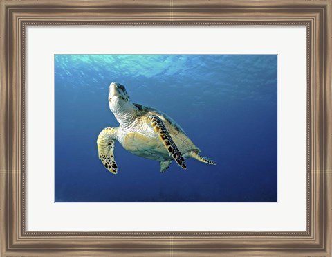 Framed Hawksbill sea turtle ascending, Nassau, The Bahamas Print