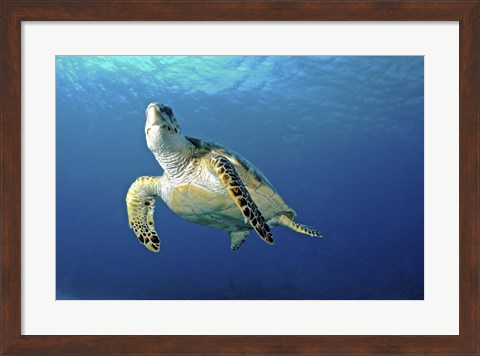 Framed Hawksbill sea turtle ascending, Nassau, The Bahamas Print