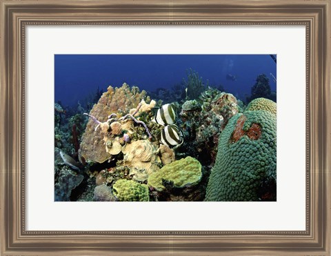 Framed Pair of banded butterflyfish roaming the reef, Nassau, The Bahamas Print