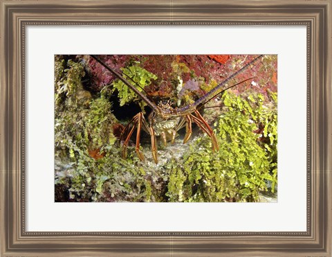 Framed Spiny lobster hiding in the reef, Nassau, The Bahamas Print