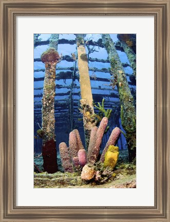 Framed Tube sponges on the Wreck of the Willaurie, Nassau, The Bahamas Print