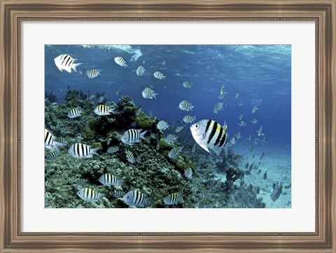 Framed School of sergeant major fish, Nassau, The Bahamas Print