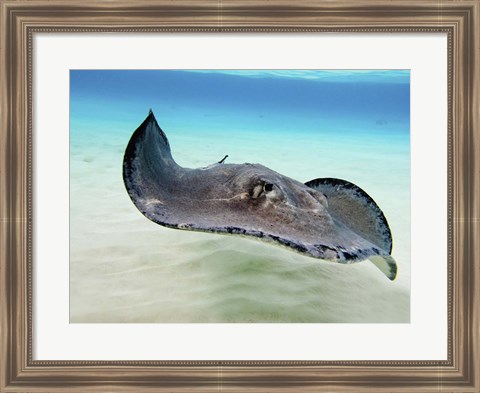 Framed Female Southern Atlantic Stingray, Grand Cayman Print