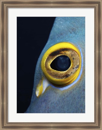 Framed Close-up view of a French Angelfish eye Print