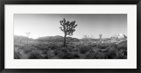 Framed Joshua trees in a desert at sunrise, Joshua Tree National Park,California Print