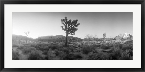 Framed Joshua trees in a desert at sunrise, Joshua Tree National Park,California Print