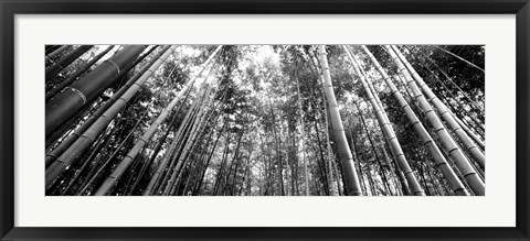 Framed Low angle view of bamboo trees, Arashiyama, Kyoto, Japan Print