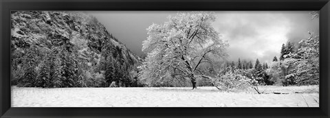 Framed Snow covered oak tree in a valley, Yosemite National Park, California Print