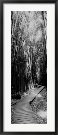 Framed Trail in a bamboo forest, Hana Coast, Maui, Hawaii Print