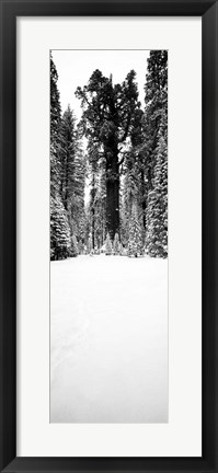 Framed General Sherman trees in a snow covered landscape, Sequoia National Park, California Print