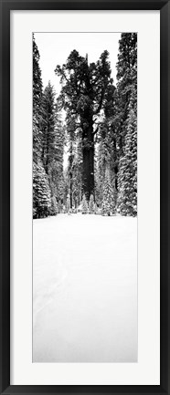 Framed General Sherman trees in a snow covered landscape, Sequoia National Park, California Print