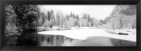 Framed Snow covered trees in a forest, Yosemite National Park, California Print