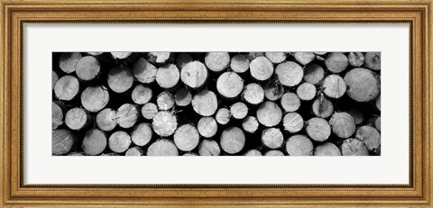 Framed Marked Wood In A Timber Industry, Black Forest, Germany BW Print