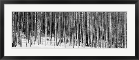 Framed Aspen trees in a forest, Chama, New Mexico Print